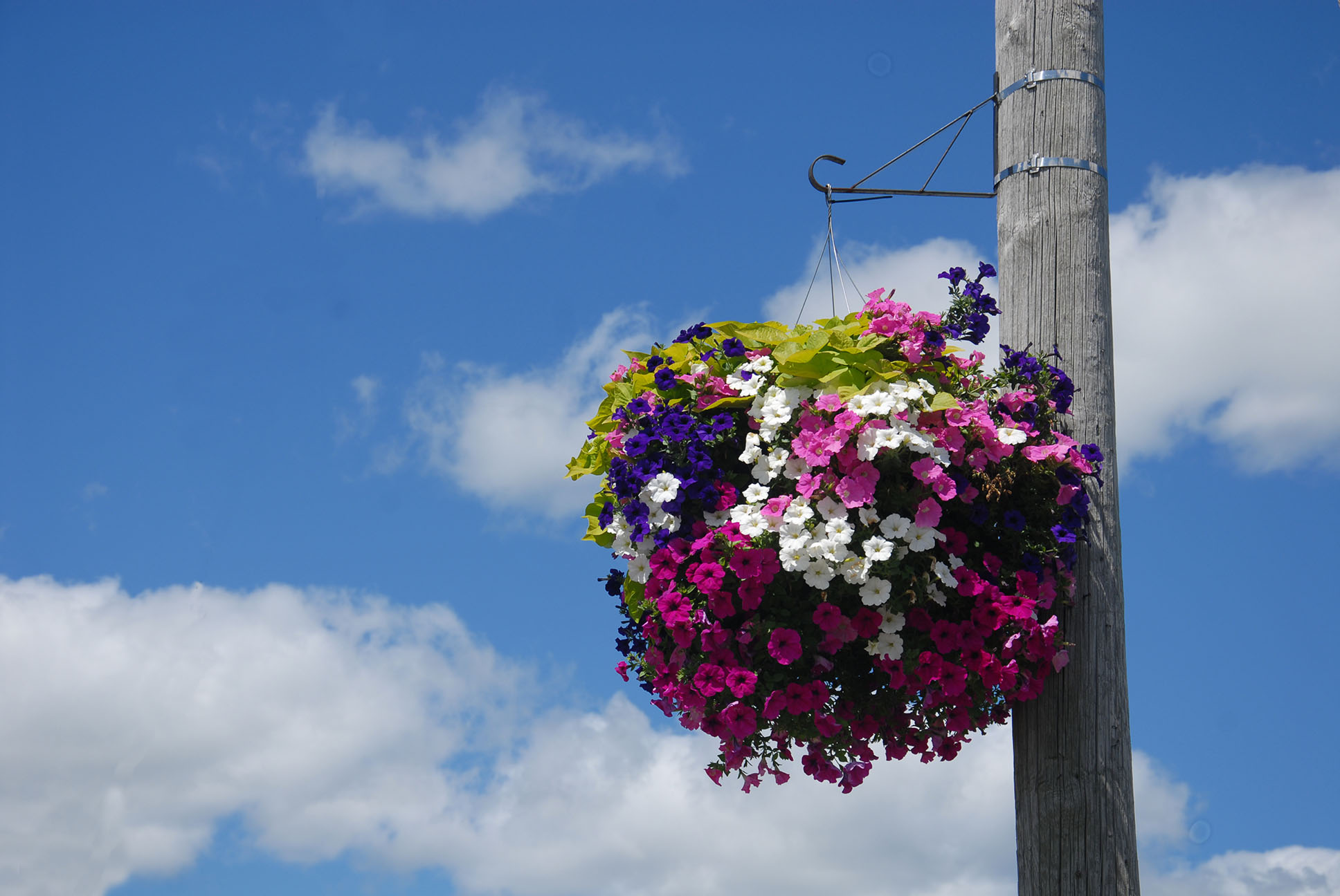 Hanging basket