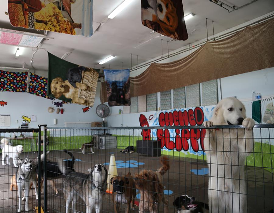 Pets and Pet Care in Sackville NS